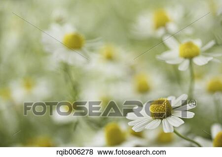 Daisies View Large Photo Image Stock Photo - Daisies. Fotosearch
