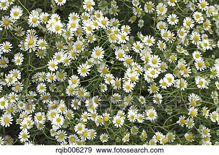 Daisies View Large Photo Image Stock Photo - Daisies. Fotosearch