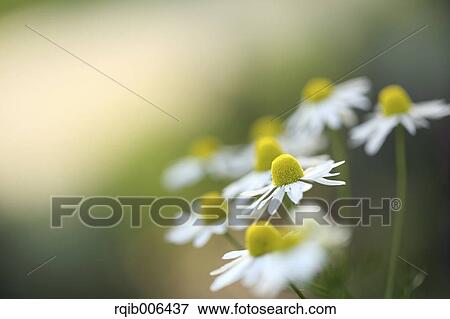 Daisies View Large Photo Image Stock Photo - Daisies. Fotosearch
