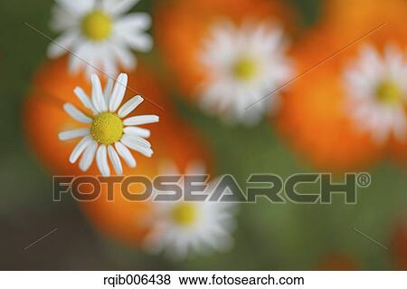 Daisies View Large Photo Image Stock Photo - Daisies. Fotosearch