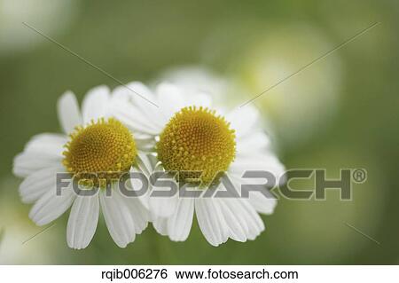 Daisies View Large Photo Image Stock Photograph - Daisies. Fotosearch