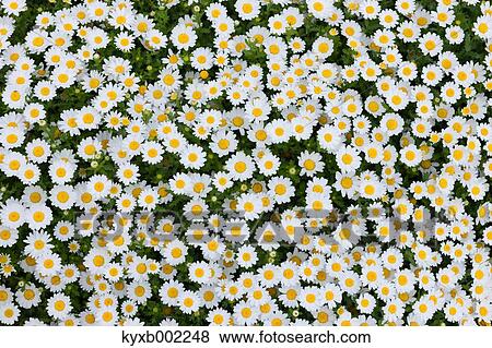 Stock Photo - Daisy field. Fotosearch