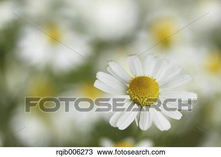 Stock Image - Daisy. Fotosearch