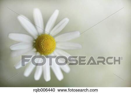Daisy View Large Photo Image Stock Image - Daisy. Fotosearch