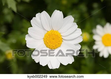 Stock Photo - Daisy. Fotosearch