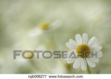 Daisy View Large Photo Image Stock Photo - Daisy. Fotosearch