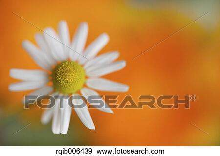 Stock Photo - Daisy. Fotosearch