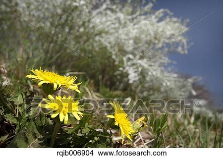 Dandelion View Large Photo Image Picture - Dandelion. Fotosearch