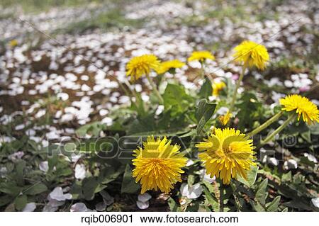 Dandelion View Large Photo Image Stock Image - Dandelion. Fotosearch