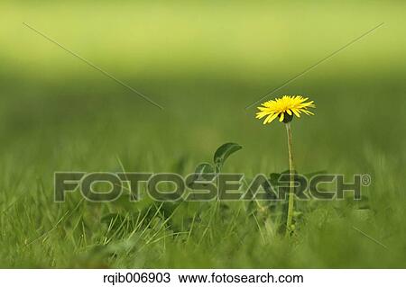 Dandelion View Large Photo Image Stock Image - Dandelion. Fotosearch