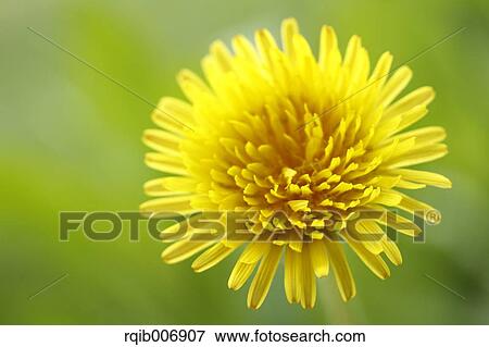 Dandelion View Large Photo Image Stock Photo - Dandelion. Fotosearch