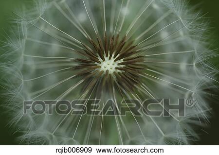 Dandelion View Large Photo Image Stock Photo - Dandelion. Fotosearch