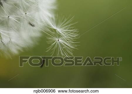Stock Photograph - Dandelion. Fotosearch