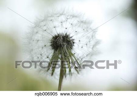 Dandelion View Large Photo Image Stock Photography - Dandelion. Fotosearch