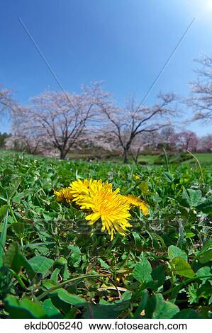 Dandelions View Large Photo Image Stock Image - Dandelions. Fotosearch