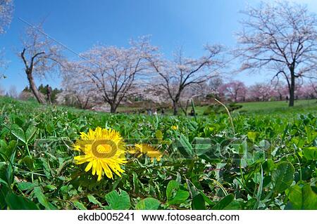Dandelions View Large Photo Image Stock Image - Dandelions. Fotosearch