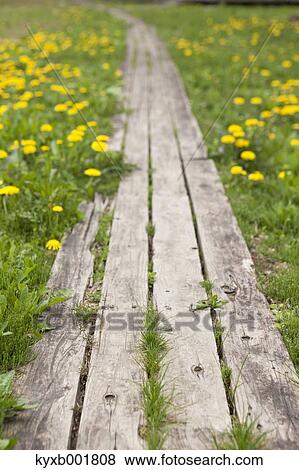 Stock Photo - Dandelions. Fotosearch