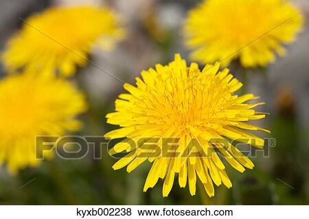 Dandelions View Large Photo Image Stock Photo - Dandelions. Fotosearch