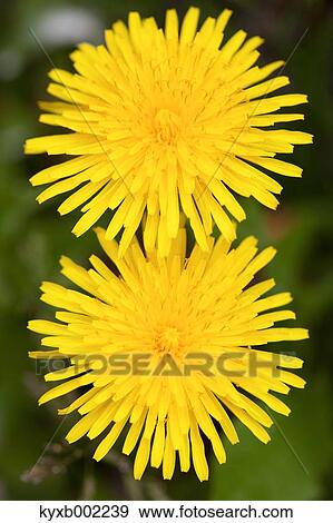 Stock Photo - Dandelions. Fotosearch