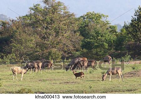 Deer herd View Large Photo Image Stock Image - Deer herd. Fotosearch