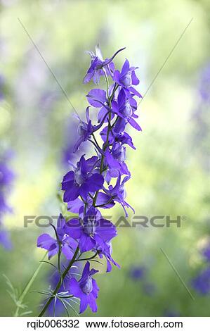 Delphinium View Large Photo Image Stock Image - Delphinium. Fotosearch