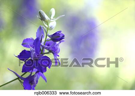 Delphinium View Large Photo Image Stock Image - Delphinium. Fotosearch