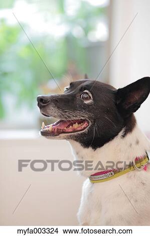 Picture - Dog. Fotosearch