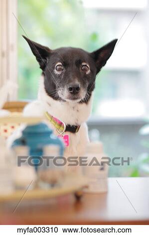 Stock Image - Dog. Fotosearch