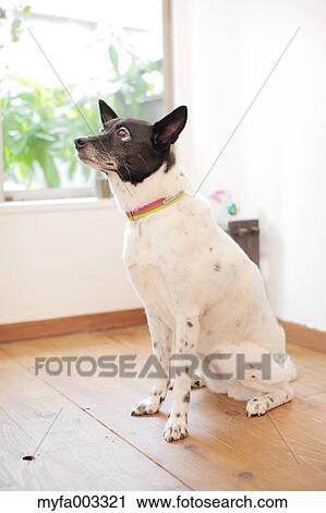 Stock Image - Dog. Fotosearch