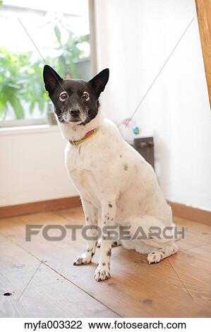 Dog View Large Photo Image Stock Image - Dog. Fotosearch