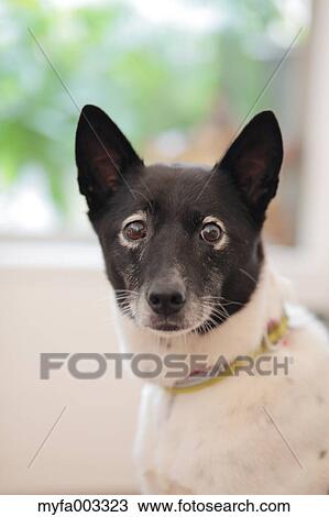 Stock Image - Dog. Fotosearch