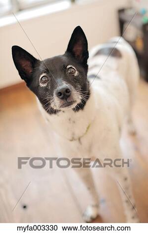 Stock Image - Dog. Fotosearch