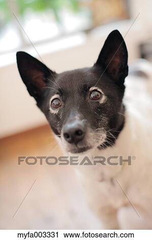 Dog View Large Photo Image Stock Image - Dog. Fotosearch