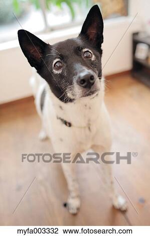 Dog View Large Photo Image Stock Image - Dog. Fotosearch
