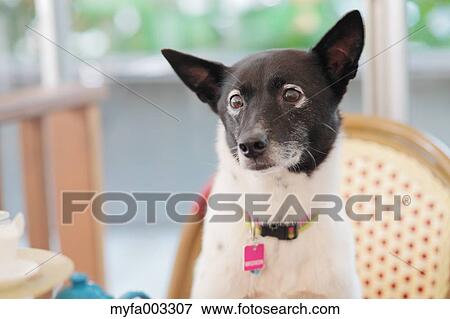 Dog View Large Photo Image Stock Photo - Dog. Fotosearch