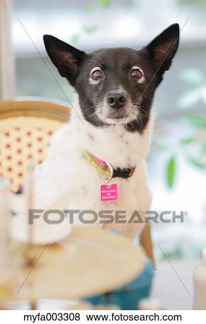 Stock Photo - Dog. Fotosearch