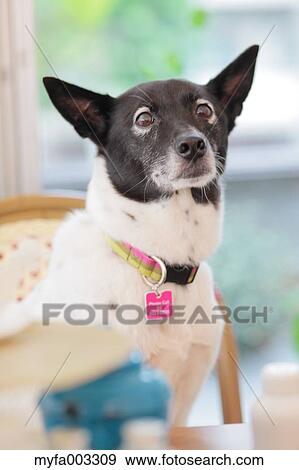 Stock Photo - Dog. Fotosearch