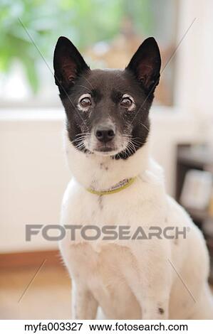 Stock Photo - Dog. Fotosearch