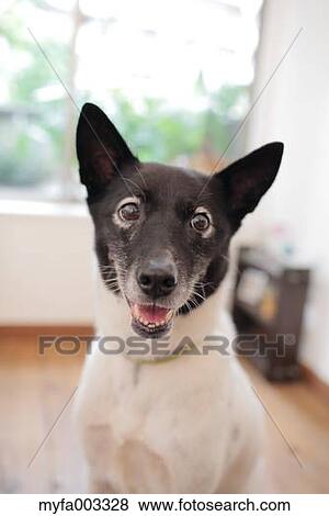 Dog View Large Photo Image Stock Photo - Dog. Fotosearch