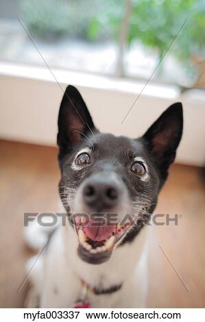 Dog View Large Photo Image Stock Photo - Dog. Fotosearch