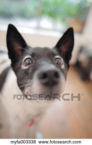 Stock Photo - Dog. Fotosearch