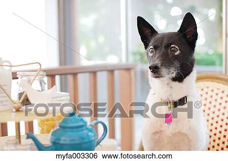 Stock Photograph - Dog. Fotosearch