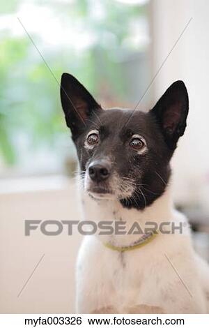 Stock Photograph - Dog. Fotosearch