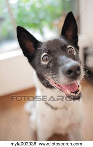 Stock Photograph - Dog. Fotosearch
