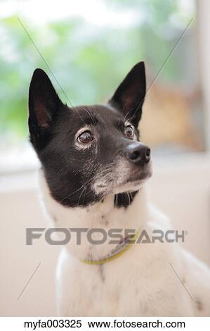 Stock Photography - Dog. Fotosearch