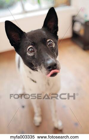 Stock Photography - Dog. Fotosearch