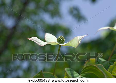 Stock Photo - Dogwood Flower. Fotosearch