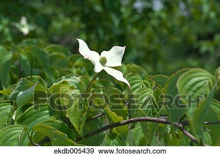 Dogwood Flower View Large Photo Image Stock Photo - Dogwood Flower. Fotosearch