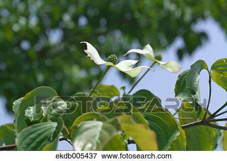 Dogwood Flowers View Large Photo Image Stock Photo - Dogwood Flowers. Fotosearch