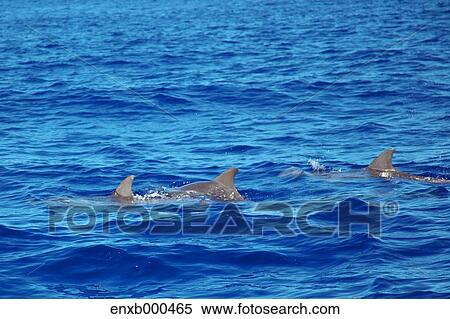 Stock Photography - Dolphins. Fotosearch